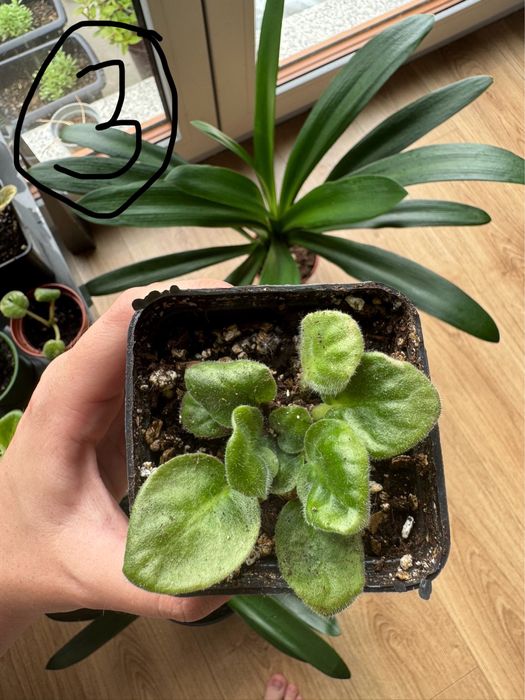 Sprzedam sadzonki białego fiołku