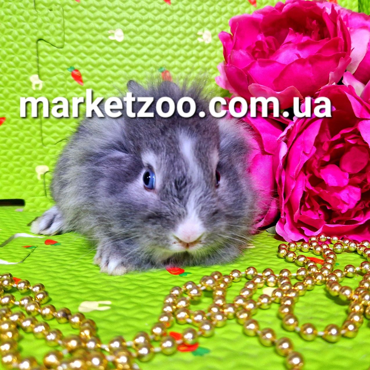 Мини міні mini lionhead карликовые кролики карликові