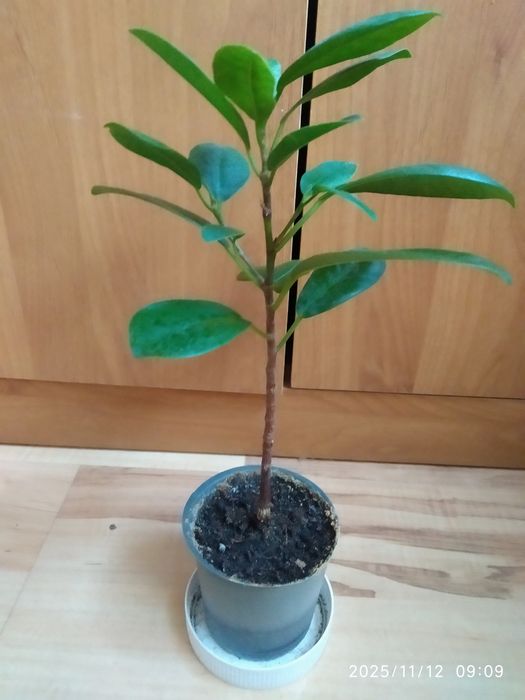 Фикус Мокламе или Микрокарпа.