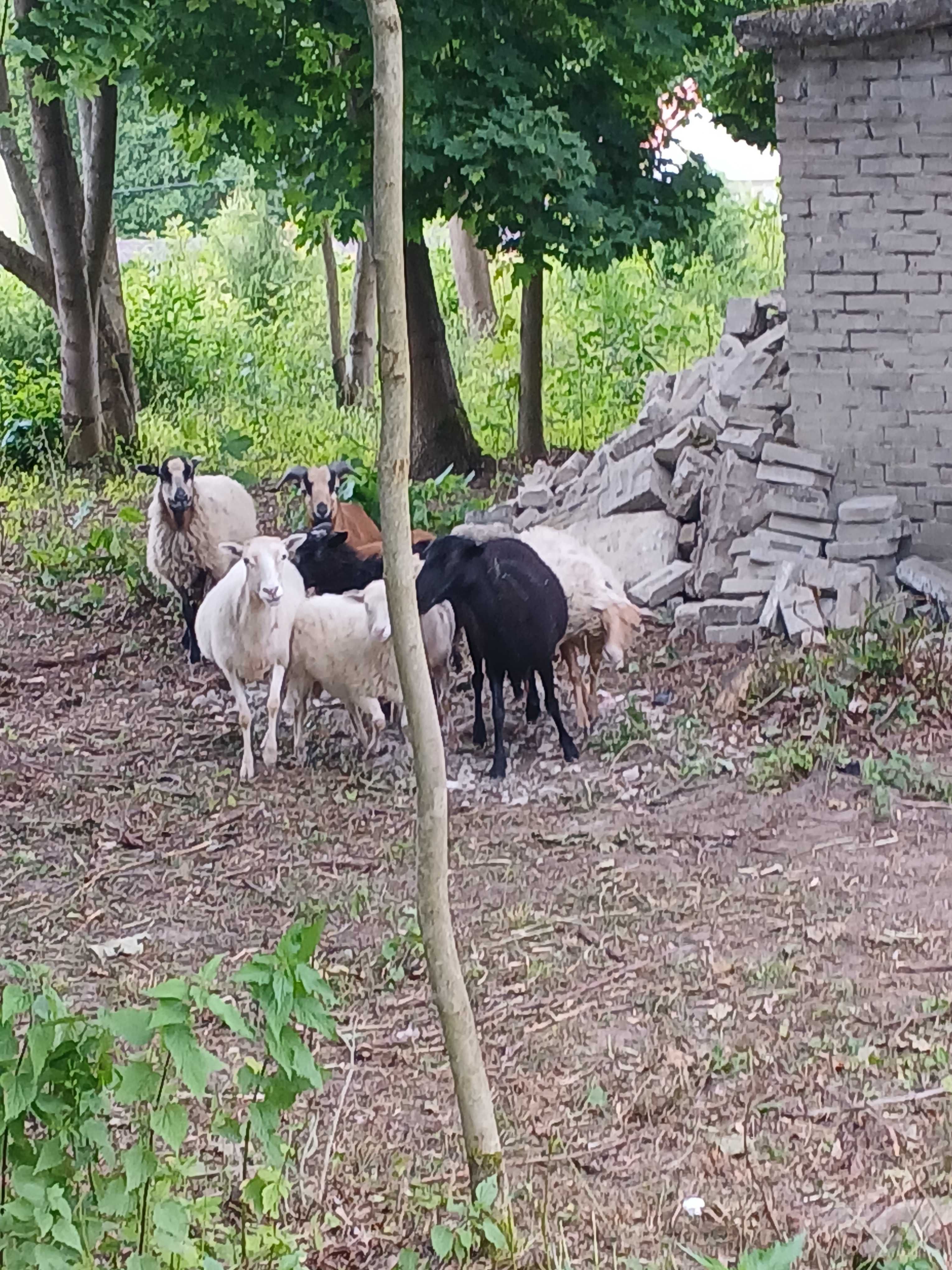 Mlode owce i baranki