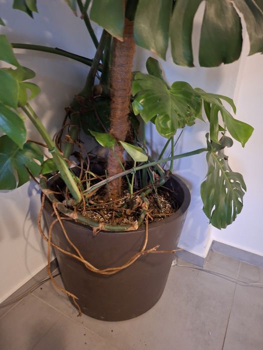 Monstera Dziurawa Kwiat doniczkowy