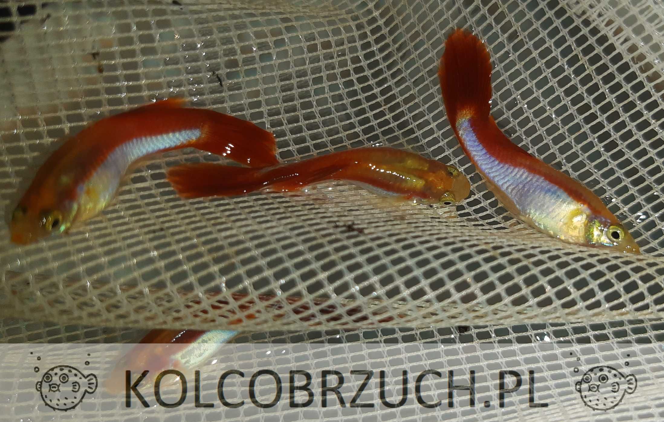 Gupik odmiana FLAMINGO - Poecilia reticulata - dowozimy, wysyłamy