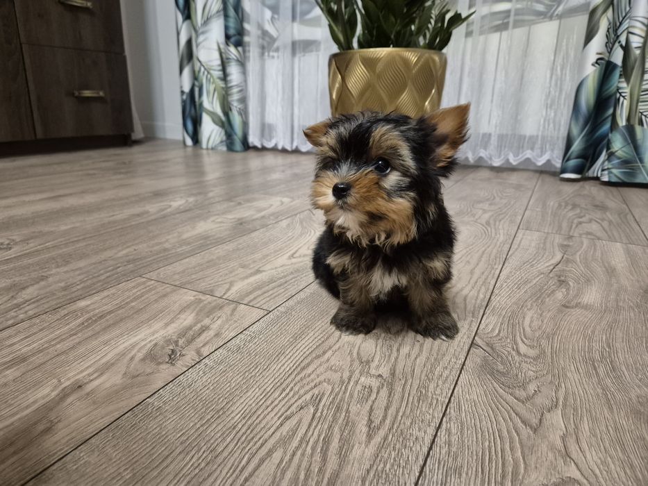 York piesek dwumiesięczny