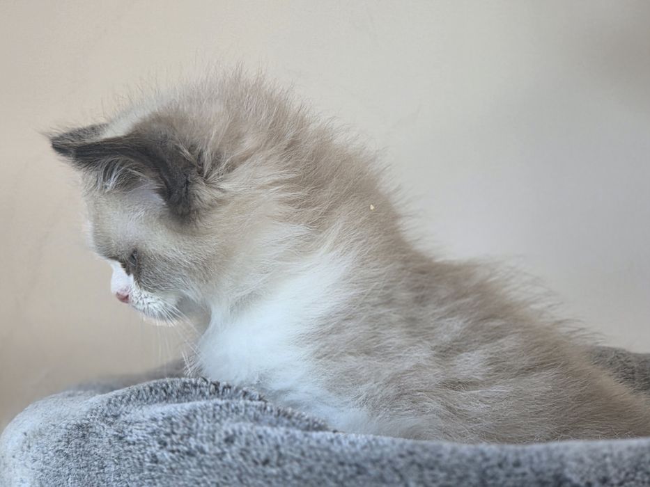 Kot RAGDOLL po przepięknych rodzicach!!