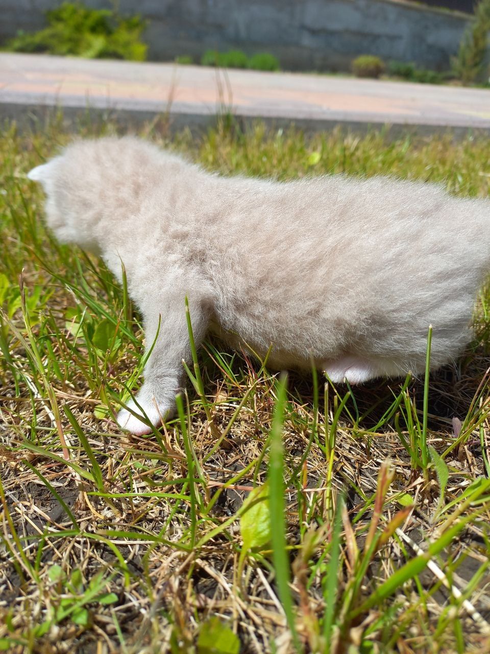 Котики шотландські, бронь