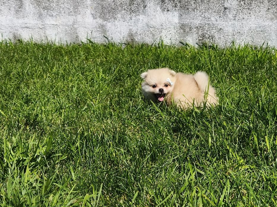 Spitz alemão menina