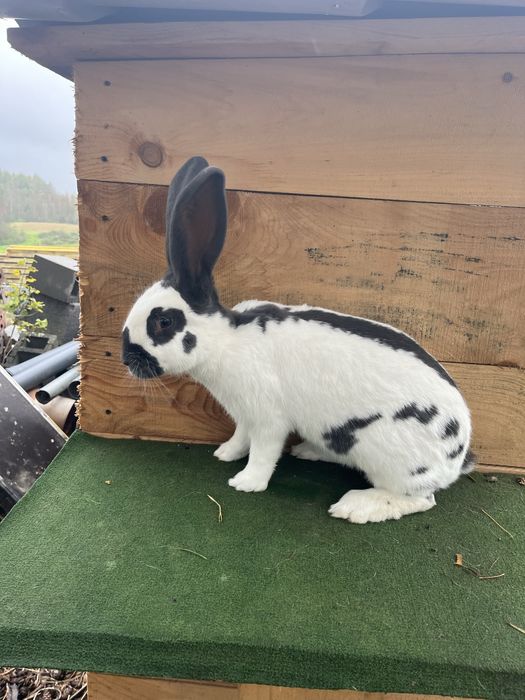 Olbrzym srokacz niebieski