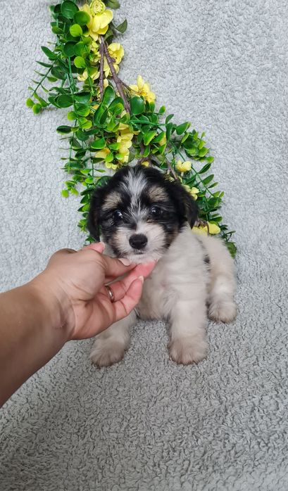 Yorkshire Beiwer mini de qualidade