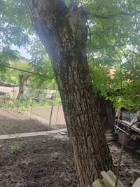 Горіх дерево дрова