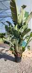 Strelitzia Augusta – strelicja olbrzymia