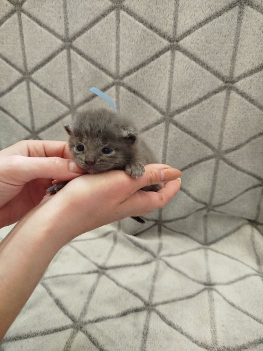 Кошенята безкоштовно
