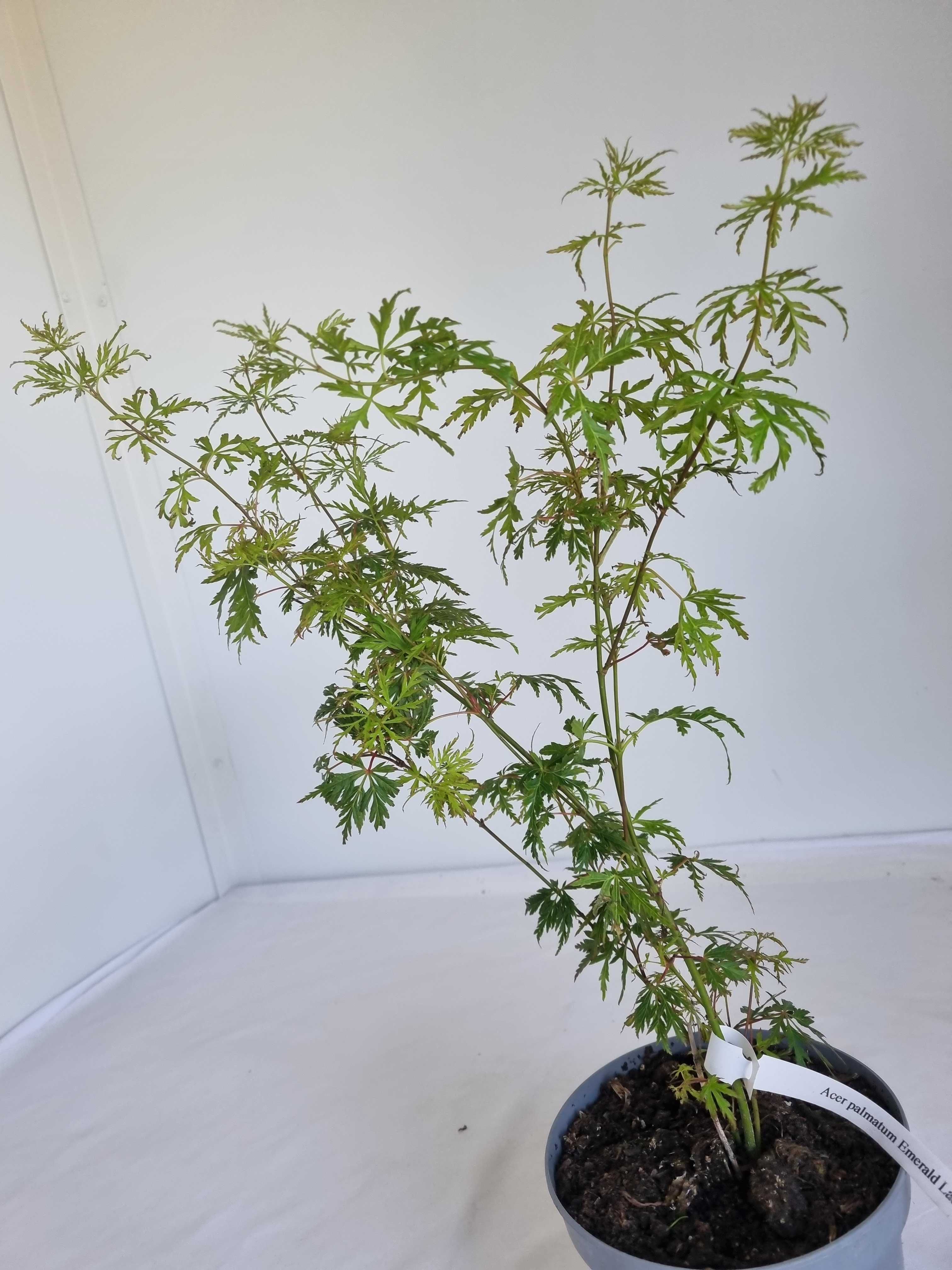 Bonsai Klon Palmowy Acer palmatum 'Emerald Lace' 50 cm Doniczka 2L