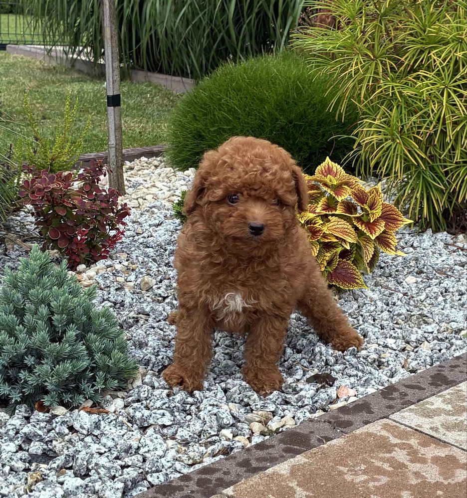Maltipoo F1b super piesek