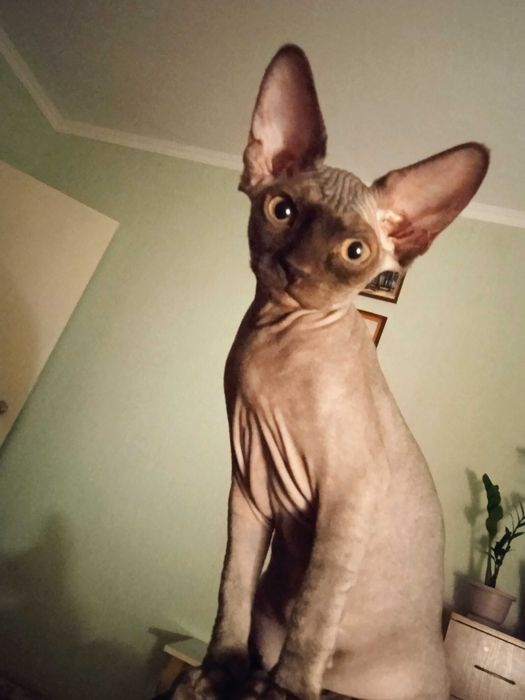 Котеня, Канадський Сфінкс, дівчинка.