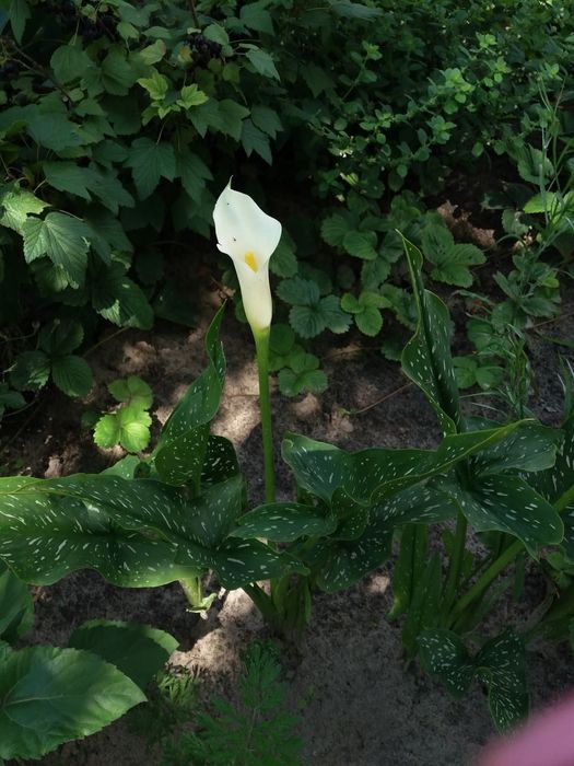 Продаю свої клубні великі калли білої. Калла біла. Біла Кала