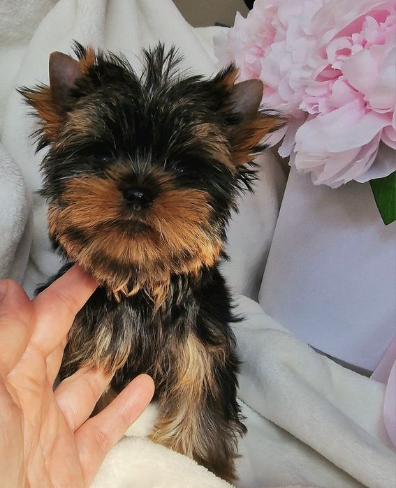 Sliczna malenka  suczka Yorkshire terrier uroda laleczki  rod ZKwP