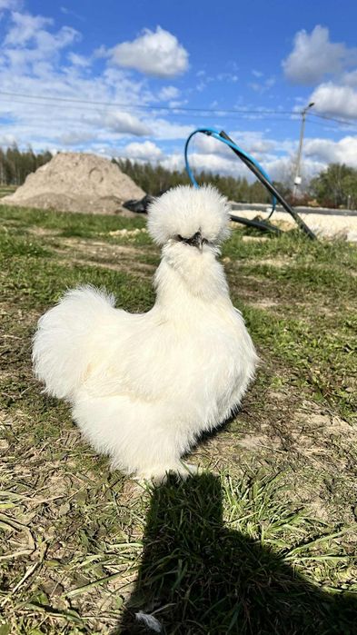 Silka, Silki, młode kurki