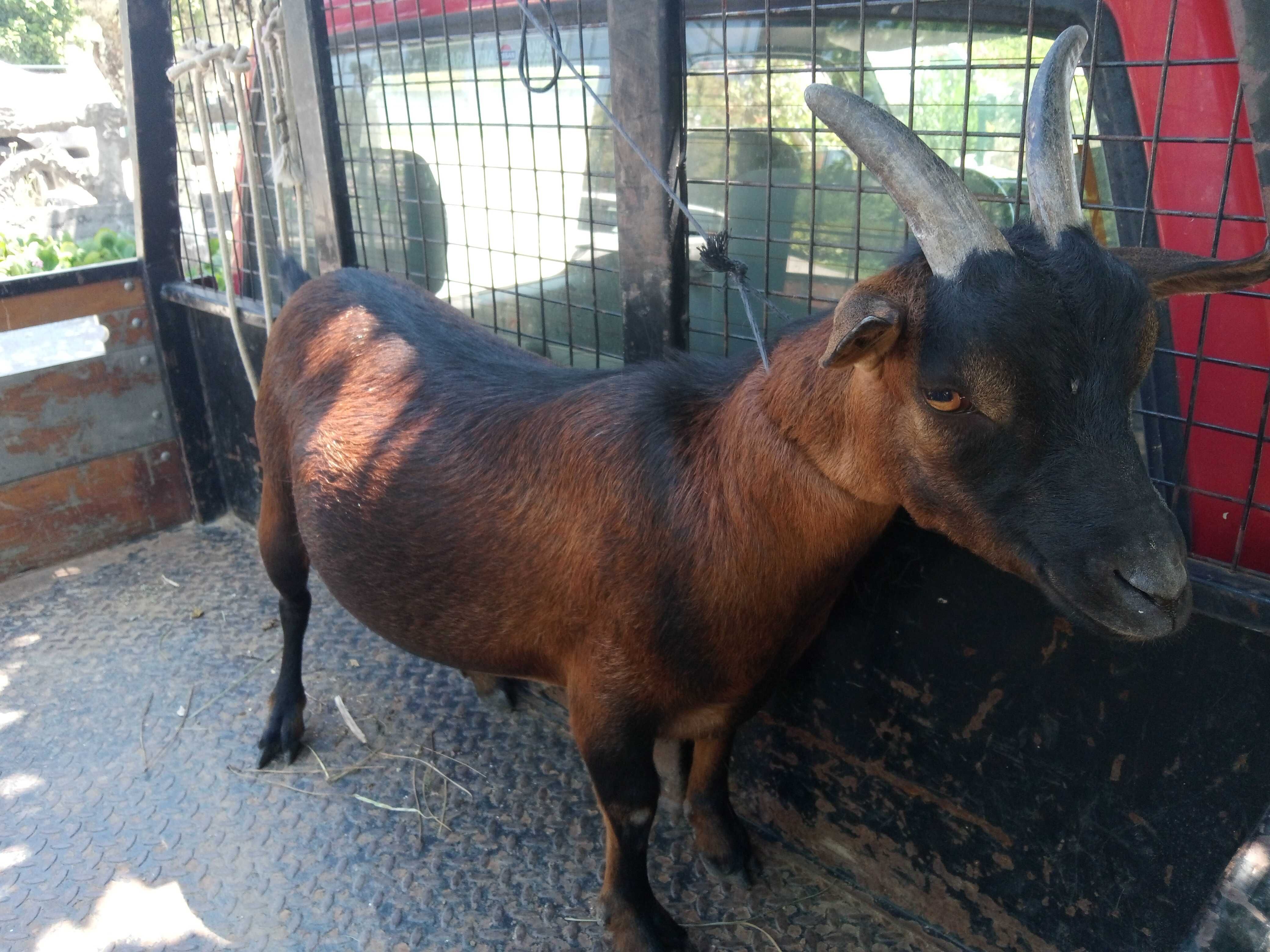 Vendo casal de cabras anas ou troco por raça grande