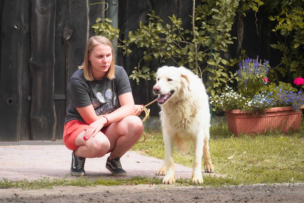 Amir - piękny duży pies szuka domu