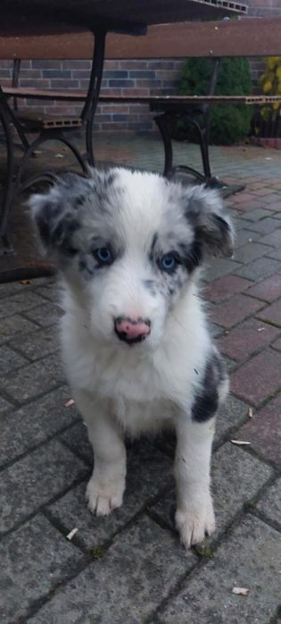 Border collie  szczeniak
