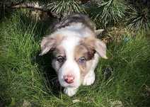 Piesek Border Collie FCI, ZKwP