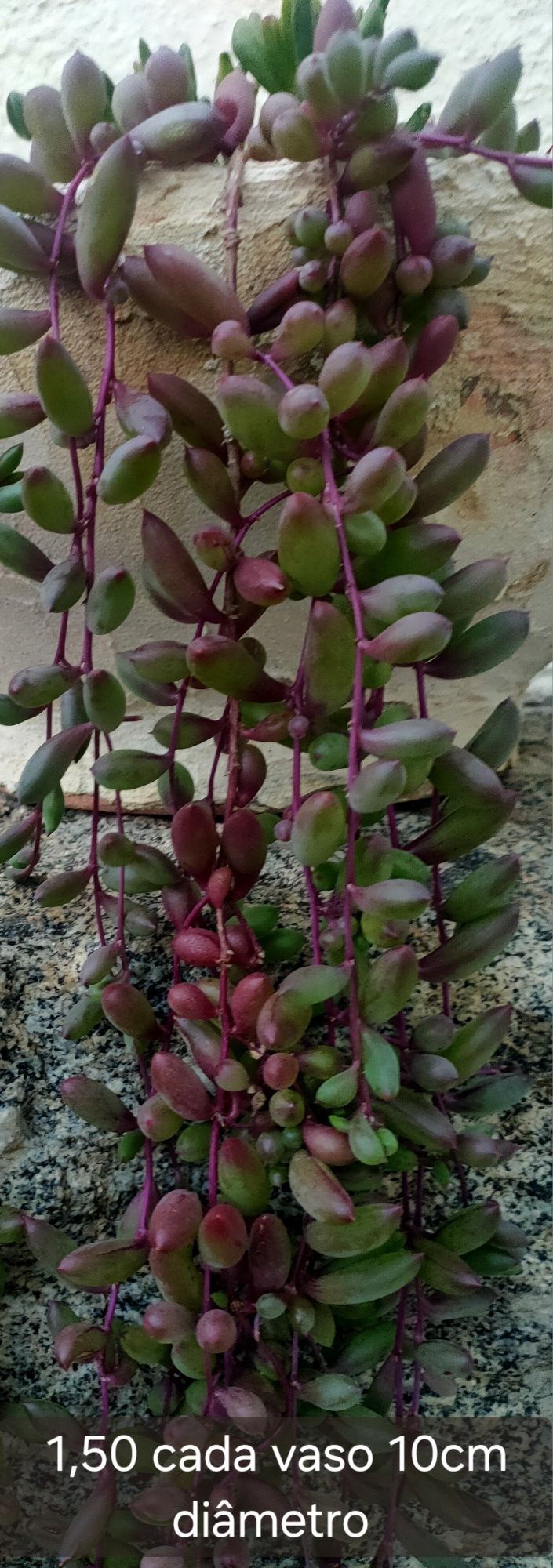 Jardim Suculentas