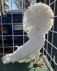 Продам голубів якубінів