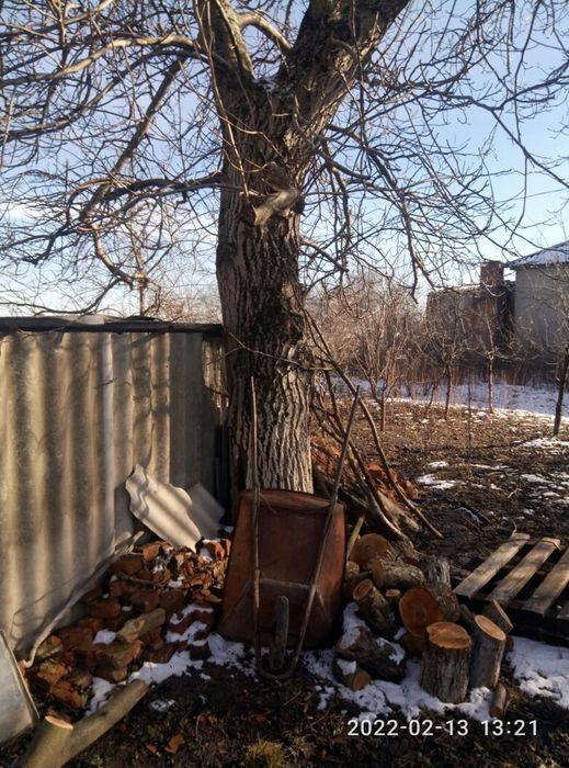 Дерево горіх на самозріз