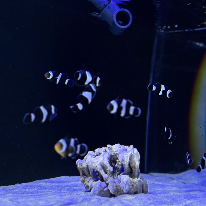 Amphiprion ocellaris S/M 4-5 cm Black Błazenek Czarny Akwarium Morskie