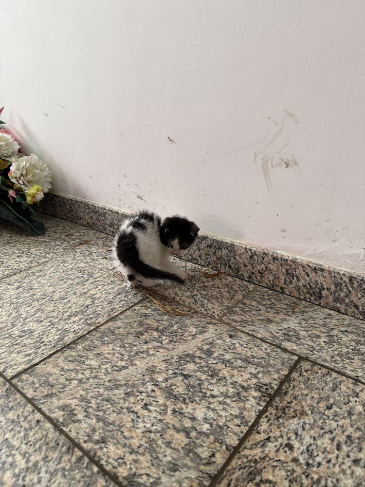 FANCISZEK do adopcji mały kociak kociątko mały kotek mały kot kocię