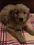 Golden Retriever piesek