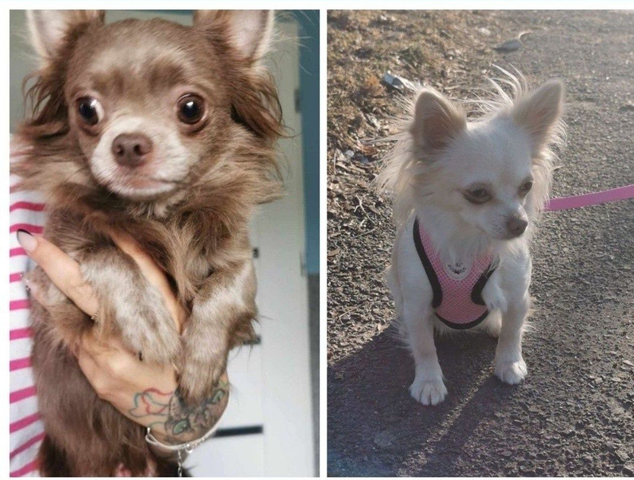 Chihuahua.Gotowe do odbioru.Piękne niebieskie i liliowe szczeniaki.