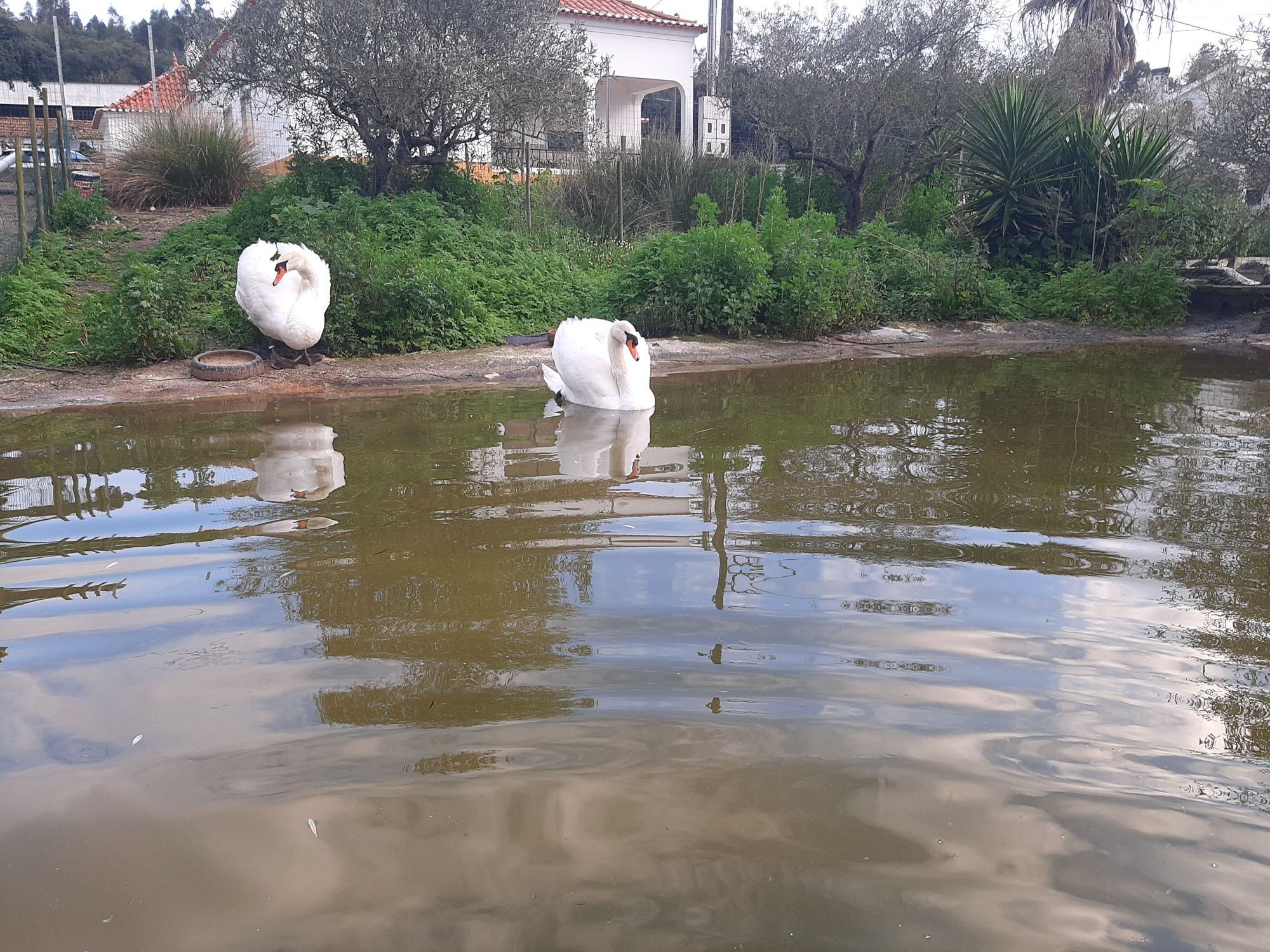 Cisnes brancos (cygnus olor)