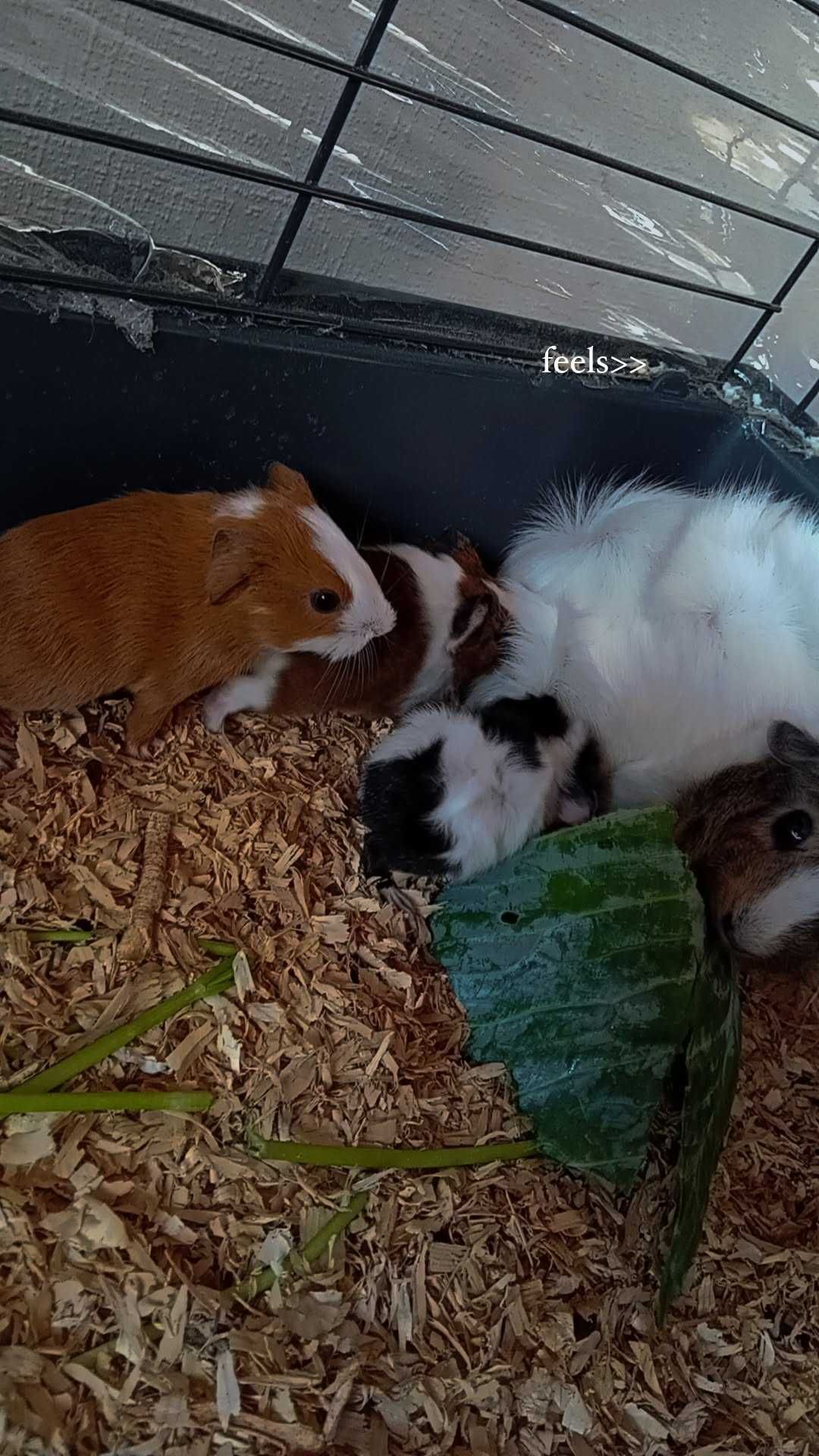 Małe świnki morkie do oddania
