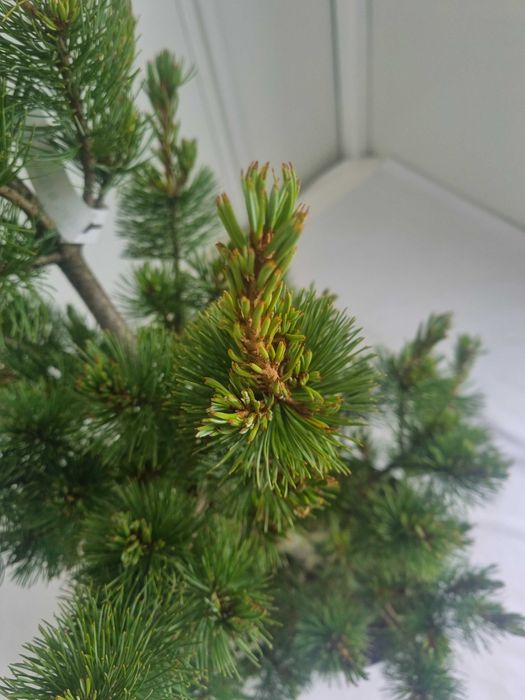 Sosna Drobnokwiatowa Pinus Negishi – Drzewko Ozdobne, Wys. 120 cm, 7L