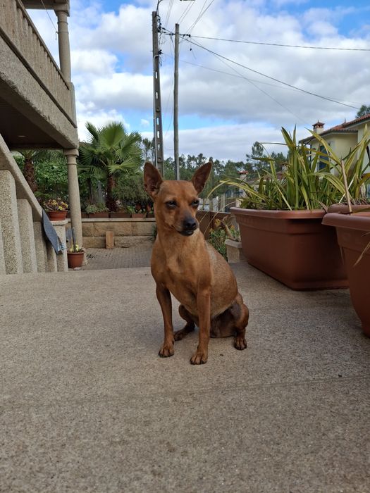 Luna - 3 anos, Pinscher