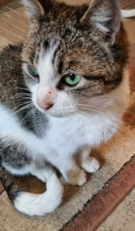 Kot kotka do adopcji Kot szuka domu