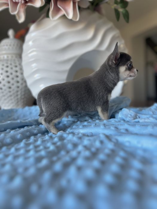 Chihuahua krótkowłosa