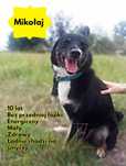 Trójłapek - uciekł z domu adopcyjnego ! Pomóż odnaleźć !