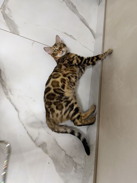 Чистокровна бенгальська киця 12місяців