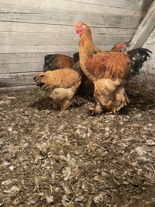 Пара або півні палевої брами