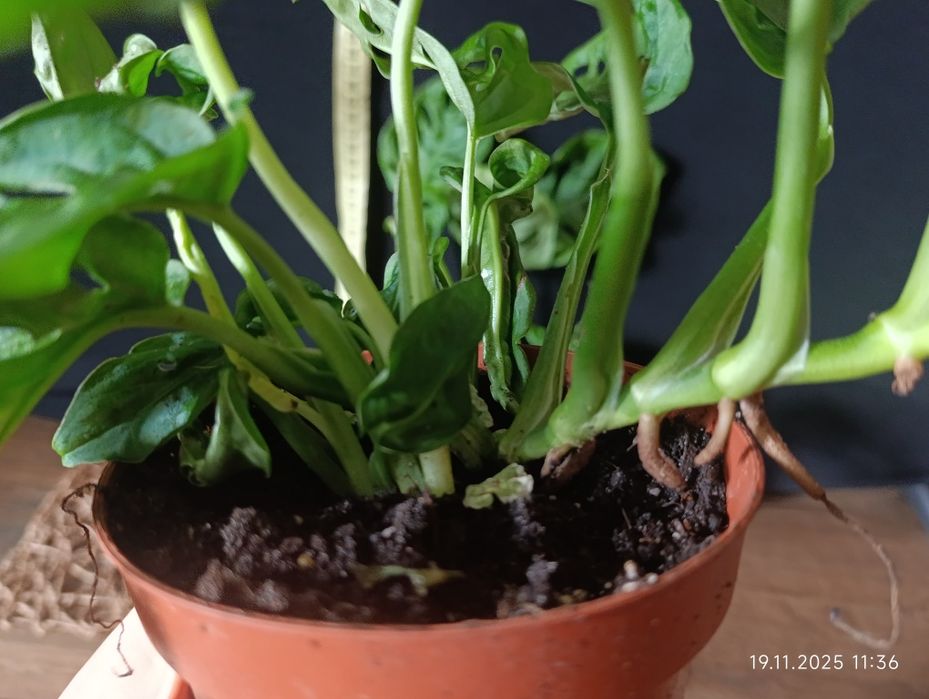 Монстера Манкі (Monstera adansonii)