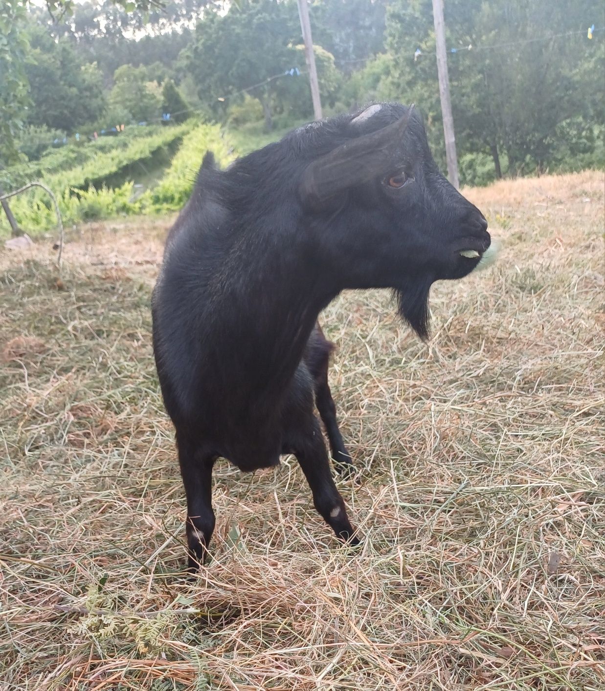 Macho anão bom reprodutor