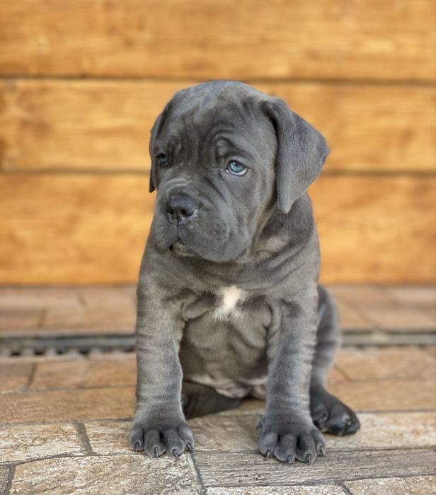 Cane corso Italiano-сірого окрасу