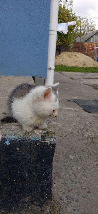 Котик у добрі руки