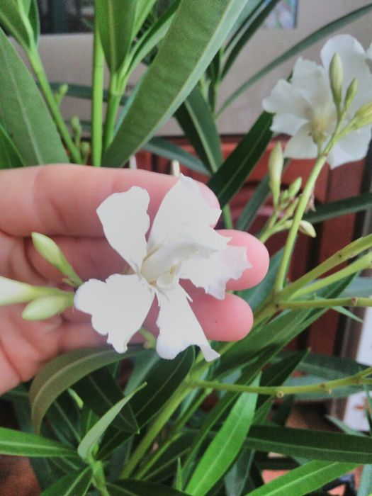 Олеандр розовый, белый