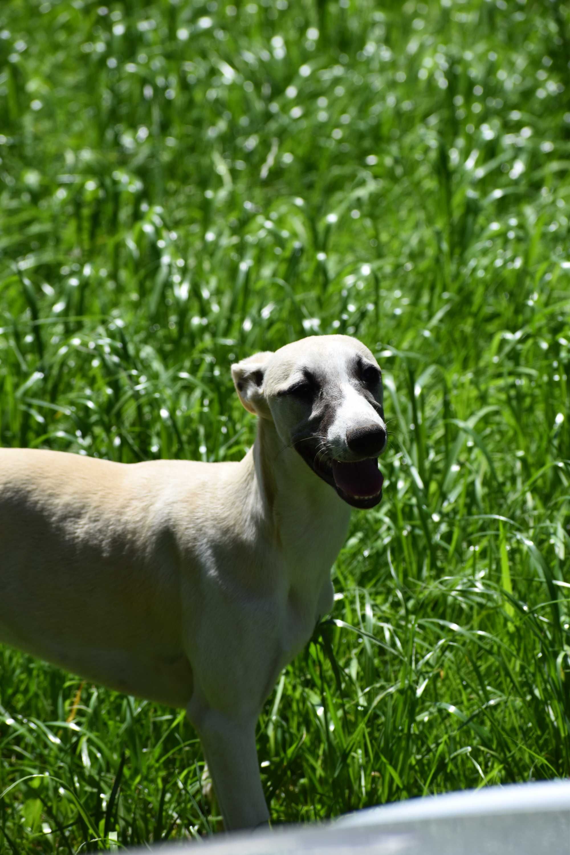Chart angielski whippet- BARON FCI/ZKwP