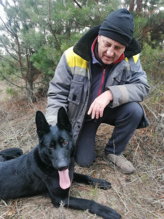 Ищу кабеля немецкой овчарки для вязки