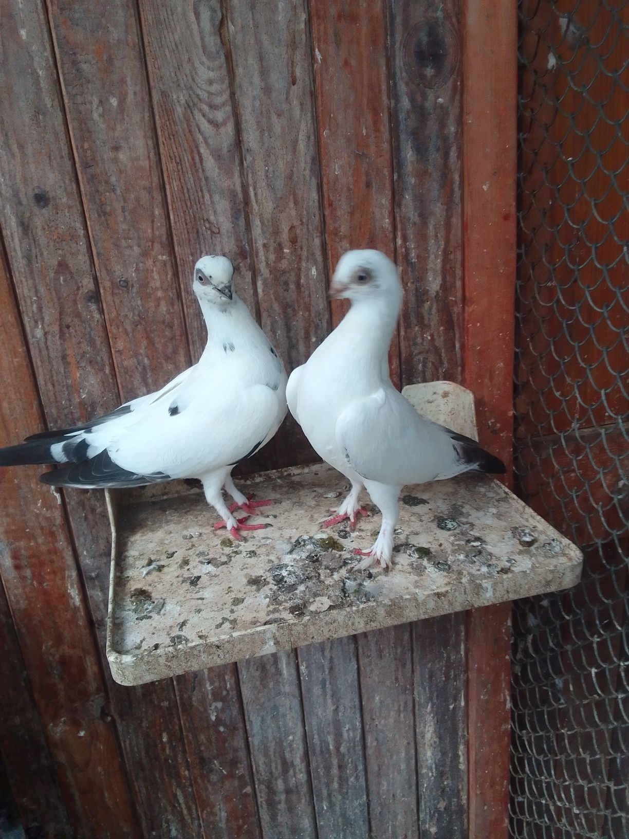 Sprzedam parę szeków