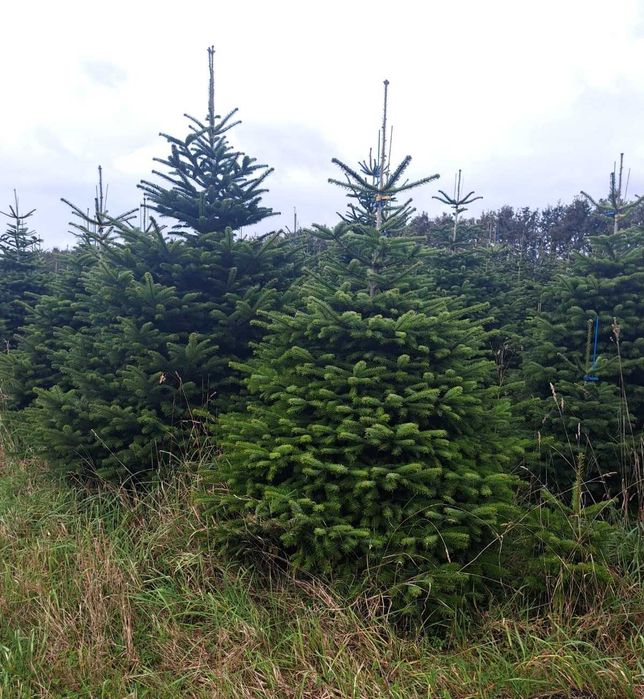 Jodła kaukaska choinki